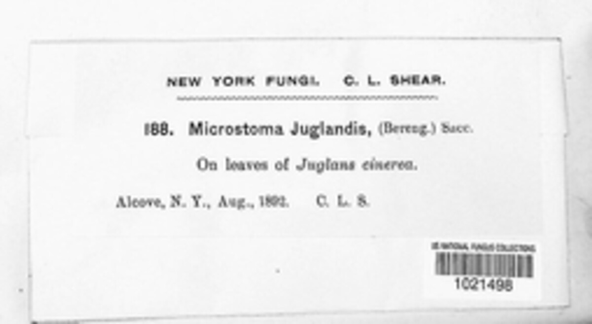 Pseudomicrostroma juglandis image